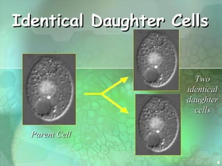 Identical Daughter Cells Parent Cell Two identical daughter cells 