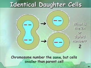 Identical Daughter Cells Chromosome number the  same , but cells  smaller  than parent cell What is the 2n or diploid number? 2 