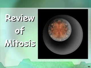 Review of Mitosis 