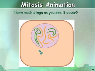 Mitosis Animation Name each stage as you see it occur? 