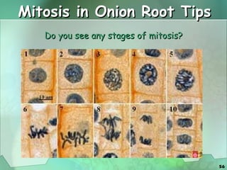 Mitosis in Onion Root Tips Do you see any stages of mitosis? 