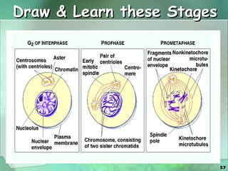 Draw & Learn these Stages 