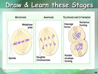 Draw & Learn these Stages 