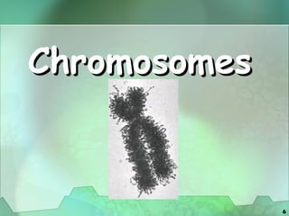 Chromosomes 