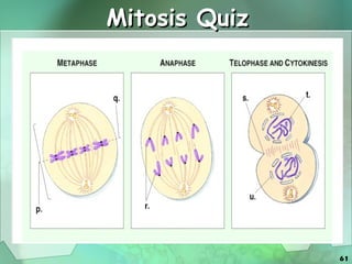 Mitosis Quiz 
