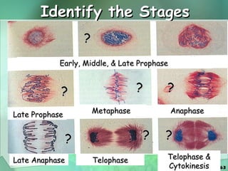 Identify the Stages Early, Middle, & Late Prophase  Late Prophase Metaphase Anaphase Late Anaphase Telophase Telophase & Cytokinesis ? ? ? ? ? ? ? 