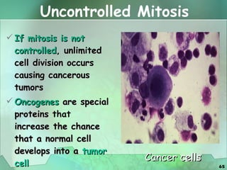 Uncontrolled Mitosis If mitosis is not controlled , unlimited cell division occurs causing cancerous tumors Oncogenes   are special proteins  that  increase the chance that a normal cell develops into a   tumor cell  Cancer cells 