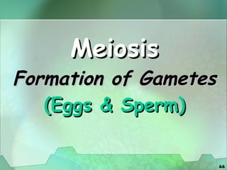 Meiosis Formation of Gametes   (Eggs & Sperm) 