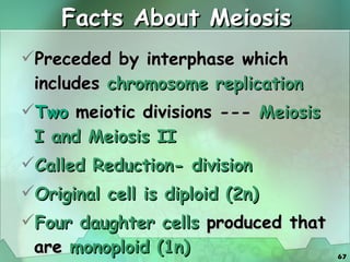 Facts About Meiosis Preceded by interphase which includes   chromosome replication Two   meiotic divisions ---  Meiosis I and Meiosis II Called Reduction- division Original cell is diploid (2n) Four daughter cells   produced that are  monoploid (1n) 