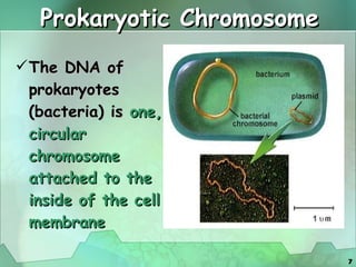 Prokaryotic Chromosome The DNA of prokaryotes (bacteria) is  one, circular chromosome   attached to the inside of the cell membrane 