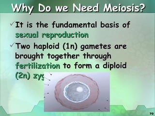 Why Do we Need Meiosis? It is the fundamental basis of  sexual reproduction Two haploid (1n) gametes are brought together through  fertilization  to form a diploid  (2n) zygote   