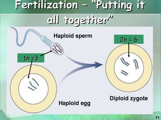 Fertilization – “Putting it all together” 1n =3 2n = 6 