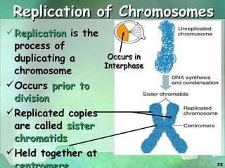 Replication of Chromosomes Replication  is the process of duplicating a chromosome Occurs  prior to division Replicated copies are called  sister chromatids Held together at  centromere Occurs in Interphase 