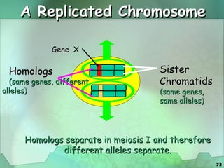 A Replicated Chromosome Gene  X Homologs separate in meiosis I and therefore different alleles separate. Homologs (same genes, different alleles) Sister Chromatids (same genes, same alleles) 
