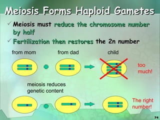 Meiosis Forms Haploid Gametes Meiosis must  reduce the chromosome number by half Fertilization then restores  the 2n number The right number! from mom from dad child meiosis reduces genetic content too much! 