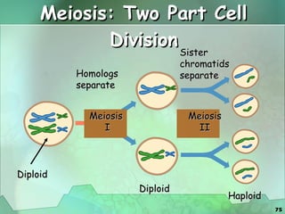 Meiosis: Two Part Cell Division Homologs separate Sister  chromatids separate Diploid Diploid Haploid Meiosis  I Meiosis II 