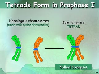 Tetrads Form in Prophase I Homologous chromosomes (each with sister chromatids)   Join to form a   TETRAD Called Synapsis 