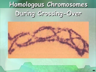 Homologous Chromosomes During Crossing-Over 