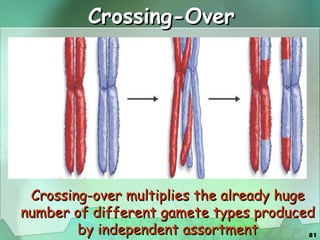 Crossing-Over Crossing-over multiplies the already huge number of different gamete types produced by independent assortment 