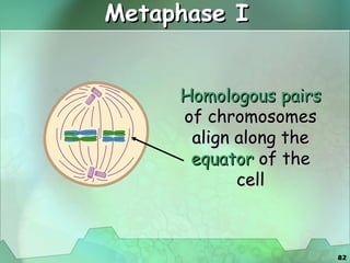 Metaphase I Homologous pairs  of chromosomes align along the  equator  of the cell 