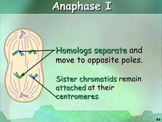 Anaphase I Homologs separate  and move to opposite poles. Sister chromatids  remain  attached  at their  centromeres . 