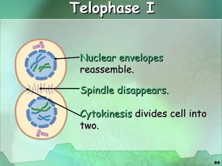 Telophase I Nuclear envelopes  reassemble. Spindle disappears. Cytokinesis  divides cell into two. 