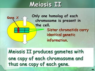 Meiosis II Only one homolog of each chromosome is present in the cell . Gene  X Meiosis II produces gametes with  one copy of each chromosome and thus one copy of each gene. Sister chromatids carry  identical genetic  information .  