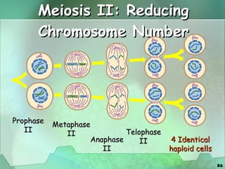Meiosis II: Reducing Chromosome Number Prophase II Metaphase II Anaphase II Telophase II 4 Identical haploid cells 