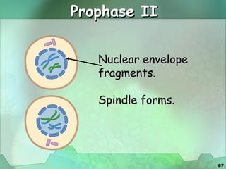 Prophase II Nuclear envelope fragments. Spindle forms. 