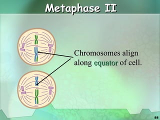 Metaphase II Chromosomes align  along  equator  of cell. 