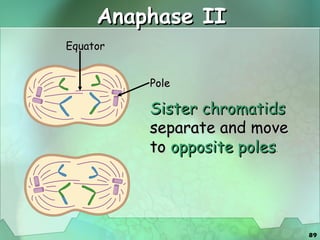 Anaphase II Sister chromatids  separate and move to  opposite poles . Equator Pole 