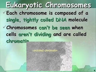 Eukaryotic Chromosomes Each chromosome is composed of a  single,   tightly coiled DNA  molecule Chromosomes  can’t be seen  when cells  aren’t dividing   and are called  chromatin 
