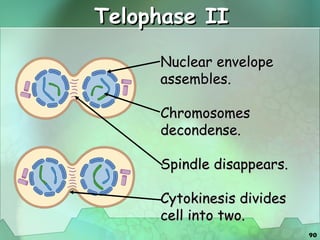 Telophase II Nuclear envelope assembles. Chromosomes decondense. Spindle disappears. Cytokinesis divides cell into two. 