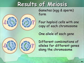 Results of Meiosis Gametes (egg & sperm) form Four haploid cells with one copy of each chromosome  One allele of each gene Different combinations of alleles for different genes along the chromosome 