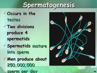 Spermatogenesis Occurs in the  testes Two divisions produce 4 spermatids Spermatids  mature into sperm Men produce about  250,000,000 sperm per day 