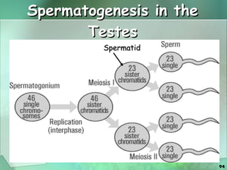 Spermatogenesis in the Testes Spermatid 