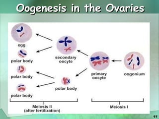 Oogenesis in the Ovaries 