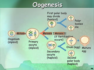 Oogenesis Oogonium (diploid) Mitosis Primary oocyte (diploid) Meiosis I Secondary oocyte (haploid) Meiosis II (if fertilization occurs) First polar body may divide  (haploid) Polar bodies die Ovum (egg) Second polar body (haploid) a A X X a X A X a X a X Mature egg A X A X 