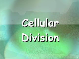 Cellular Division 