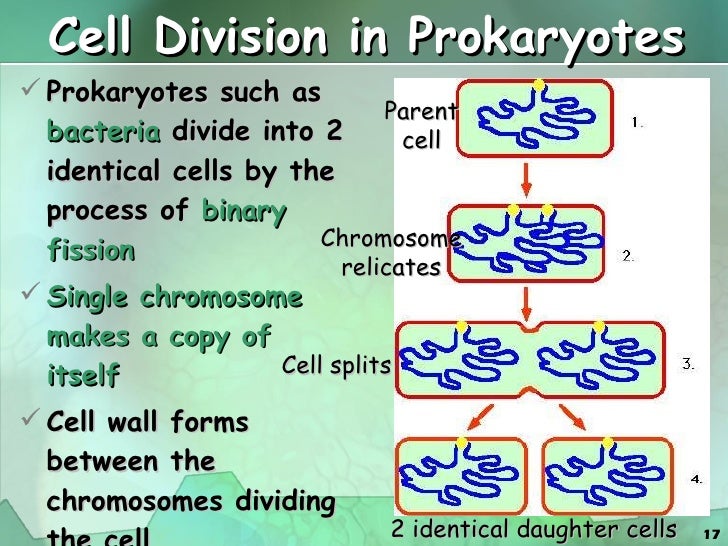 Digicollect: Cell Division Between Eukaryotic Prokaryotic