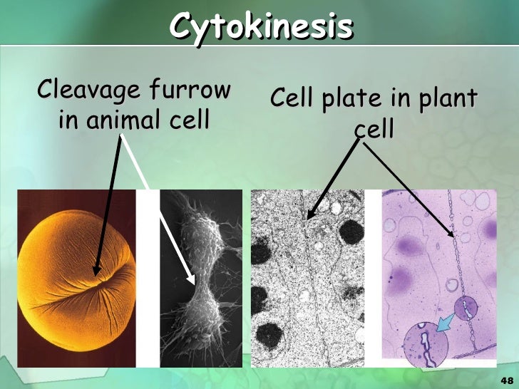 Cell cycle & cell division