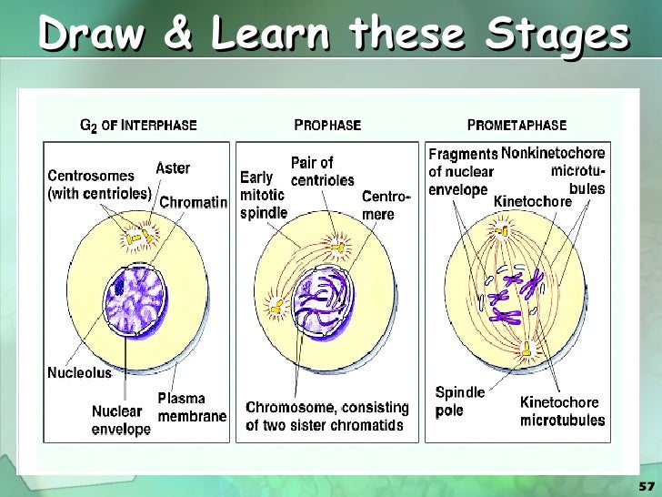 Cell cycle dissection is a technique in