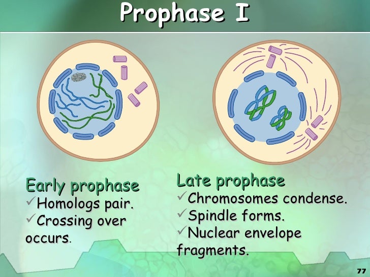 Cell cycle & cell division