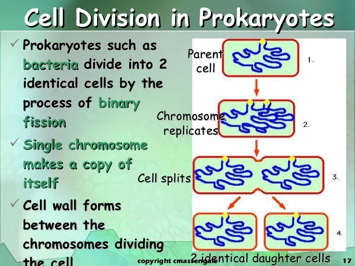 cell cycle and dividing cells number What is the cell cycle cells grow and divide as organisms grow and cells resulting from mitotic division have the same number of chromosomes as the original cell. cell cycle and dividing cells number What is the cell cycle cells grow and divide as organisms grow and cells resulting from mitotic division have the same number of chromosomes as the original cell.