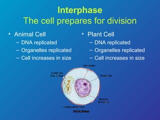 Cell cycle & cell division | PPT