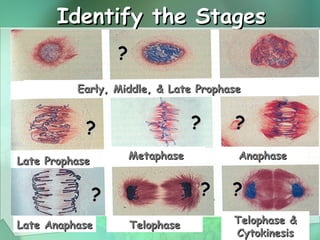 Stages Of Mitosis And Meiosis Under Microscope