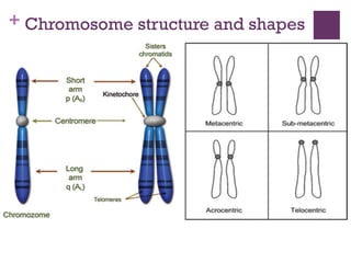 + Chromosome structure and shapes
 