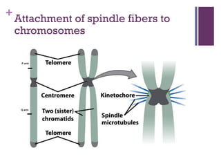 +
Attachment of spindle fibers to
chromosomes
 