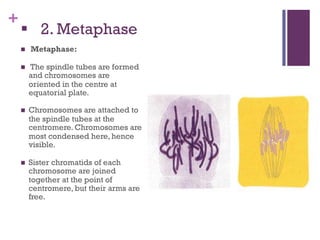 +
§ 2. Metaphase
n Metaphase:
n The spindle tubes are formed
and chromosomes are
oriented in the centre at
equatorial plate.
n Chromosomes are attached to
the spindle tubes at the
centromere. Chromosomes are
most condensed here, hence
visible.
n Sister chromatids of each
chromosome are joined
together at the point of
centromere, but their arms are
free.
 
