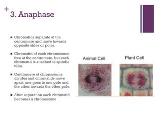 +
3. Anaphase
n Chromatids separate at the
centromere and move towards
opposite sides or poles.
n Chromatid of each chromosome
free at the centromere, but each
chromatid is attached to spindle
tube.
n Centromere of chromosome
divides and chromatids move
apart, one goes to one pole and
the other towards the other pole.
n After separation each chromatid
becomes a chromosome
 